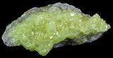 Sulfur Crystals on Matrix - Bolivia #51565-2
